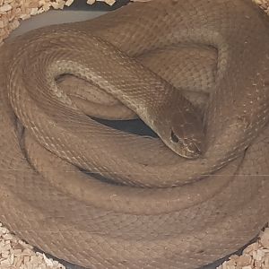 Leioheterodon modestus