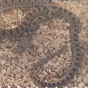 Spalerosophis diadema cliffordi