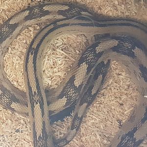 Bogertophis subocularis