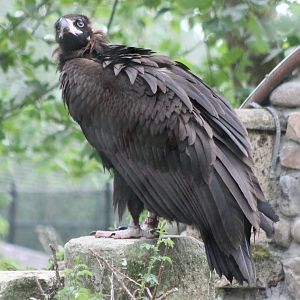 European black vulture
