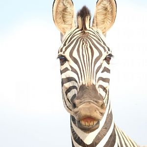 Plains zebra