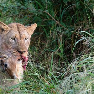Lioness with fresh kill