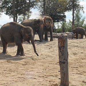 One of the Asian elephant-herds