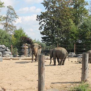 One of the Asian elephant outdoor-enclosures