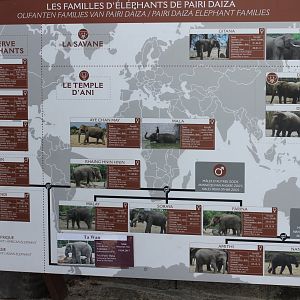 Overview Pairi Daiza's elephants