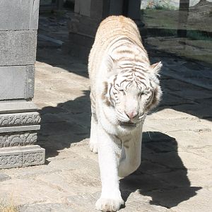 White tiger