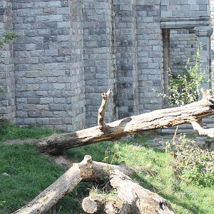 White tiger enclosure