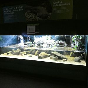 Chinese Giant Salamander enclosure