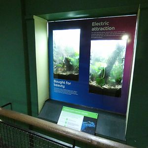 Turqouise Dwarf Gecko enclosures