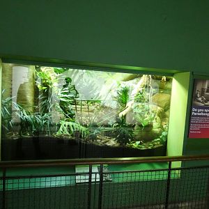 Central American Bushmaster enclosure