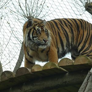Sumatran Tiger