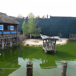 Pygmy Hippo enclosure