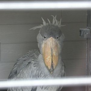 Shoebill
