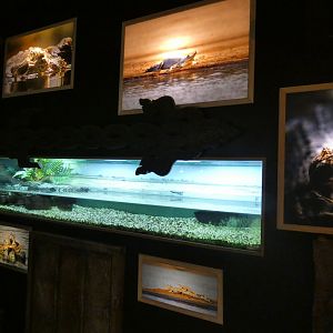 Gharial enclosure