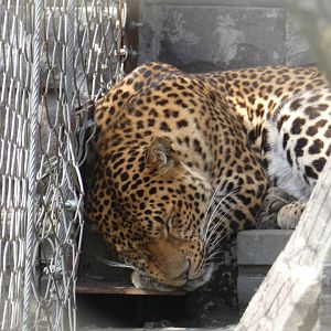 Javan Leopard