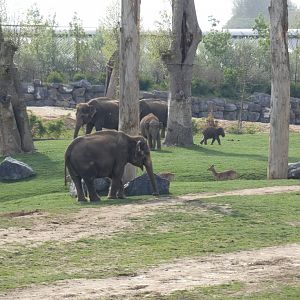 Asian Elephant and Brow-antlered Deer