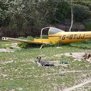 Spotted Hyena and plane