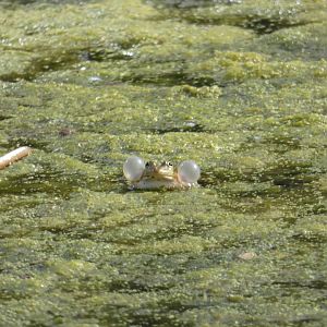 Wild frog