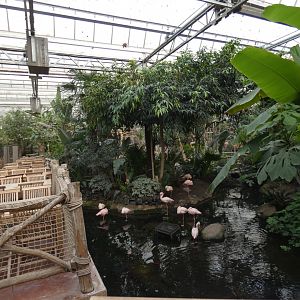 Lesser Flamingo in Oasis