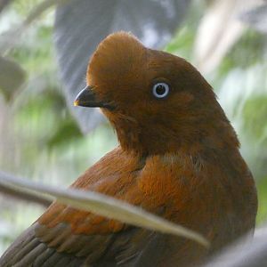 Andean Cock-of-the-Rock