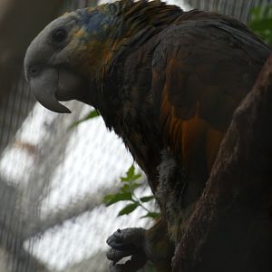 St. Vincent's Amazon