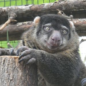 Bear Cuscus