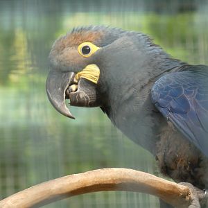 Lear's Macaw