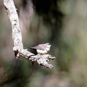 Doublebar Finch