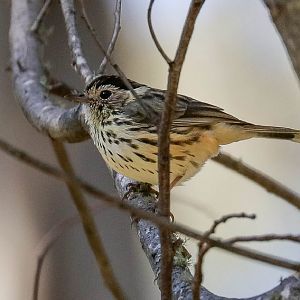 Speckled Warbler