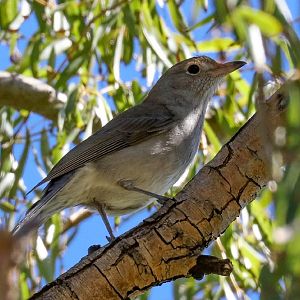 Grey Shrike-thrush juvenile