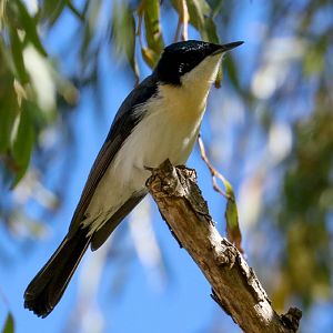 Restless Flycatcher