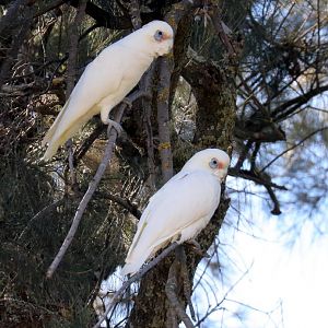 Little Corellas