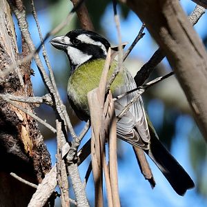 Crested Shrike-tit