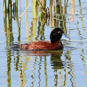 Blue-billed Duck