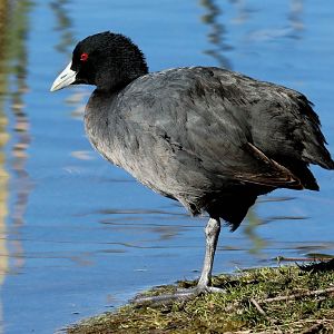 Eurasian Coot