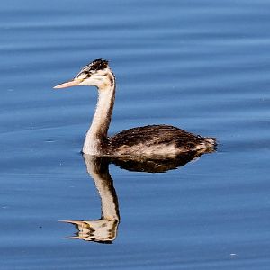 Great Crested Grebe, juvenile