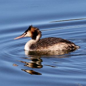 Great Crested Grebe