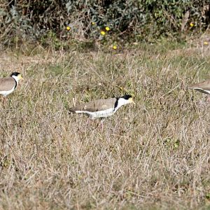 Masked Plovers
