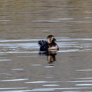 Musk Duck