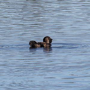 Musk Duck
