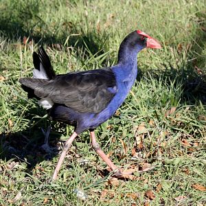 Australian Swamphen