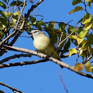 Yellow-rumped Thornbill