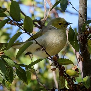 White-plumed Honeyeater