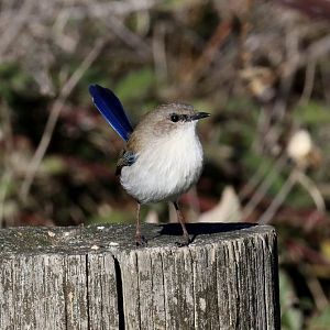 Superb Blue Wren, non-breeding male