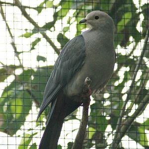 Pink-headed imperial pigeon (Ducula rosacea)
