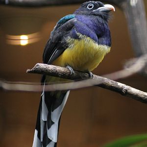Green-backed trogon (Trogon viridis)
