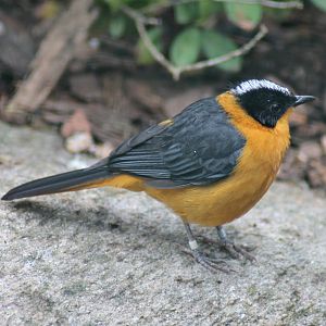 Snowy-crowned robin-chat (Cossypha niveicapilla)