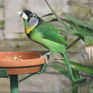 Fire-tufted barbet (Psilopogon pyrolophus)