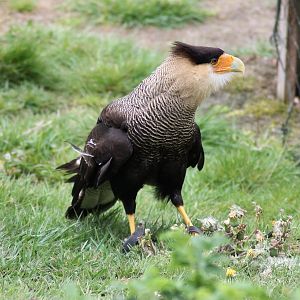 Southern crested caracara (Caracara plancus)