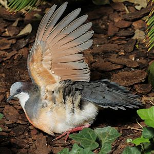 Luzon bleeding-heart (Gallicolumba luzonica)